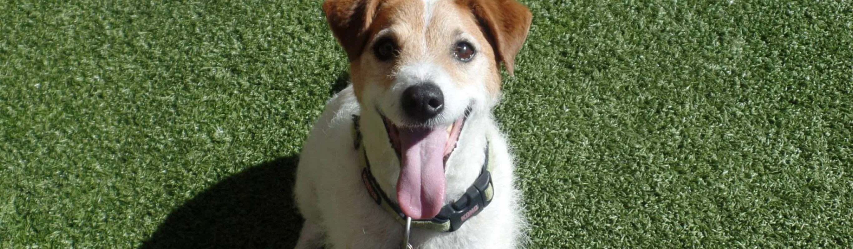 Dog sitting on grass with tongue hanging out